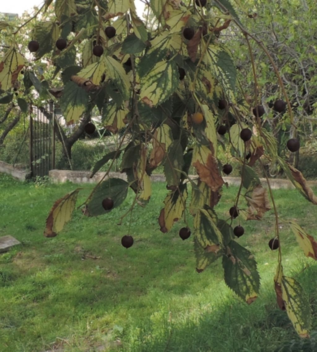 Bagolaro ?  S, Celtis australis